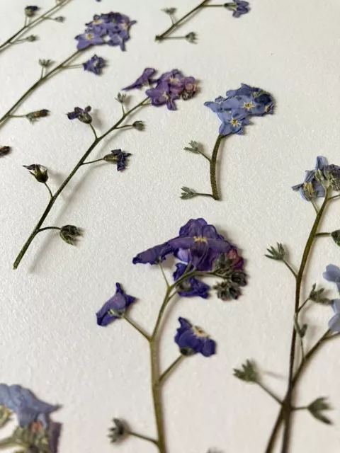 Natural Dried Flowers Forget-Me-Not with Stem Don't Forget Me Pressed Flower