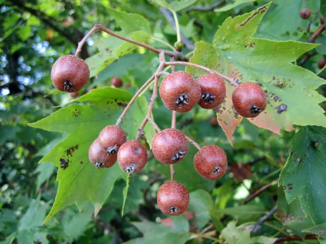 Elsbeere - Sorbus torminalis - Wild Service Tree - Checkertree 25+ Samen G 107