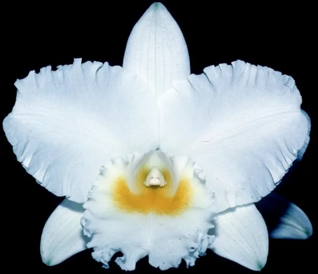 RON Cattleya Orchid Special Quality Division Div Rlc. Chincogan 'Gordon' AM/AOC