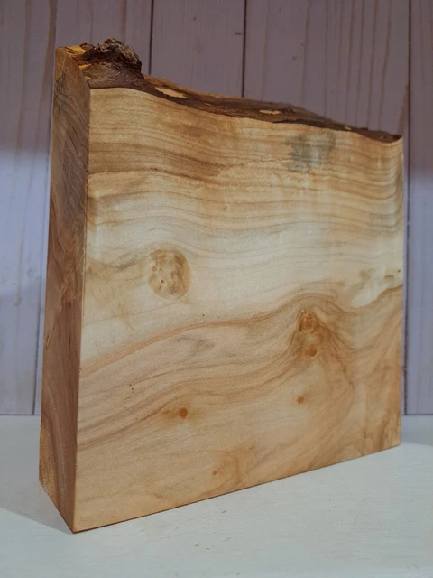 XL FIGURA Ambrosia Azúcar Arce Burlwood Pluma Stock Estabilizador Madera Cuchillo Madera Escala