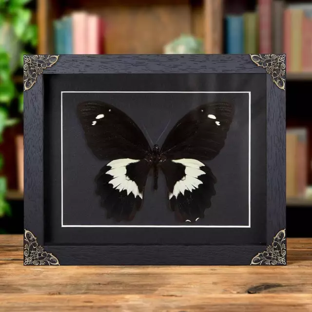 Swallowtail Taxidermy Butterfly in Baroque Style Frame (Papilio gambrisius)