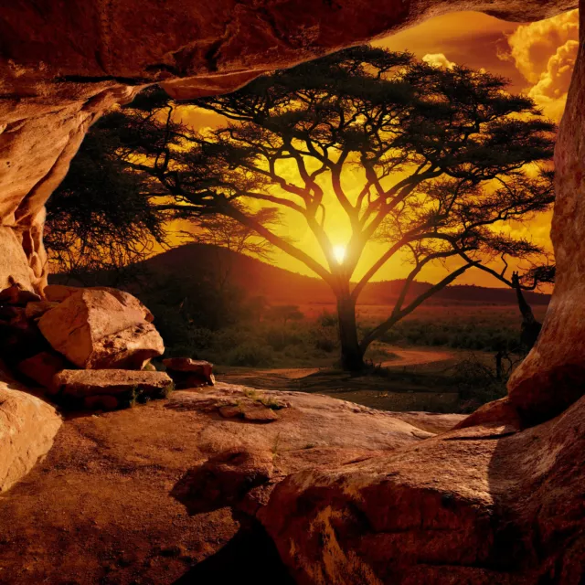 Tapete AFRIKA SAFARI Fototapete Vlies 3D EFFEKT Natur Sonne Baum Wohnzimmer 41