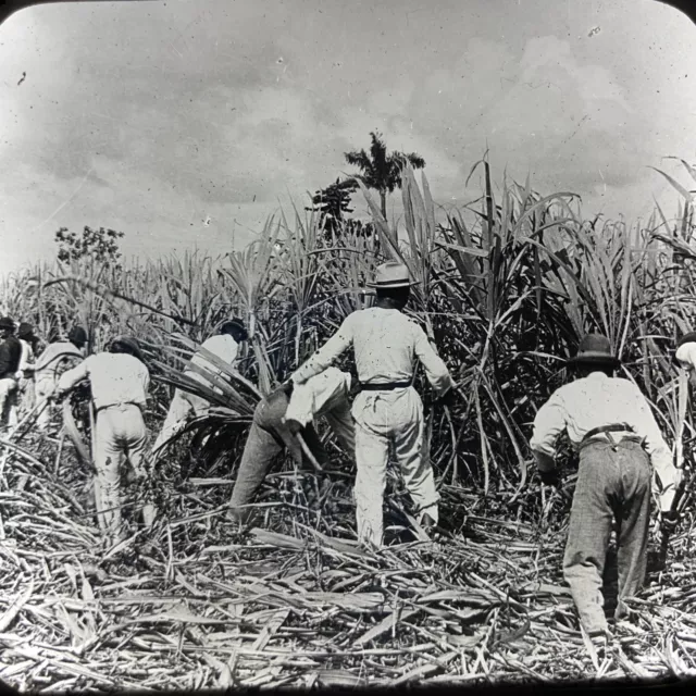 Vtg Magic Lantern Glass Slide Photo Keystone Sugar Cane Harvest Porto Rico