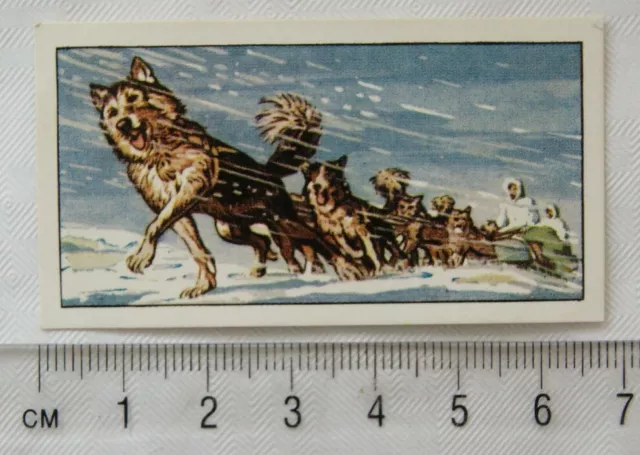 1962 Typhoo Travel through the Ages card No. 12 Dog Sledge