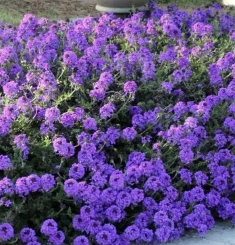 1000 SEEDS MOSS Verbena Perennial Ground Cover Purple $4.50 - PicClick