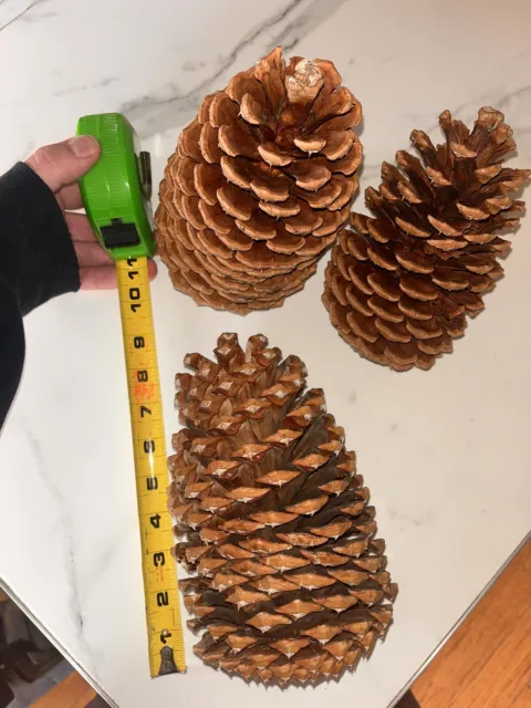 3 conos de pino ponderosa jumbo tamaños varían