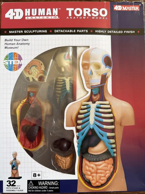 4D MASTER HUMAN Torso Anatomy Kit with Stand 32 Parts, Human Anatomy ...