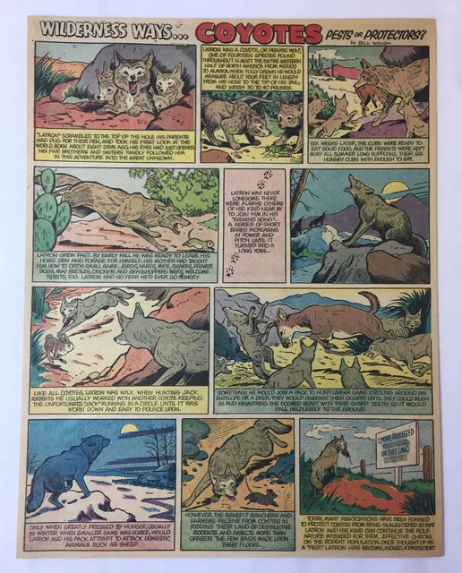 1955 cartoon page ~ COYOTES, Pests or Protectors?