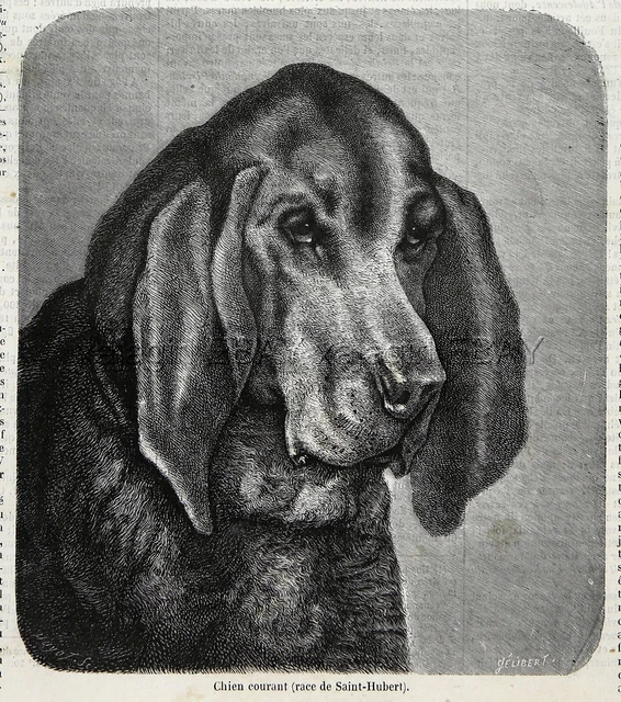 Dog Bloodhound Saint Hubert Hound Portrait 1860s Engraving Antique Print