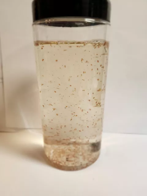 Live daphnia magna 300 count.