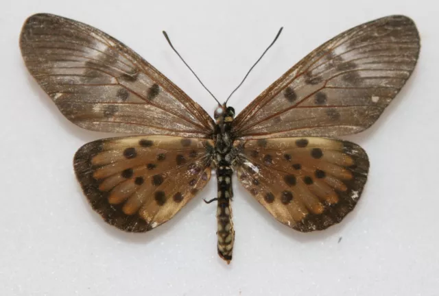 Butterfly x1 female Acraea egina (Ghana)