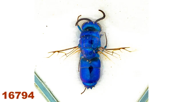 Hymenoptera Chrysididae:  sp.   A1, WS 8 mm , 1 pc