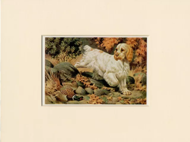 Clumber Spaniel Lovely Vintage 1950'S Walter A Weber Dog Art Print Ready Mounted
