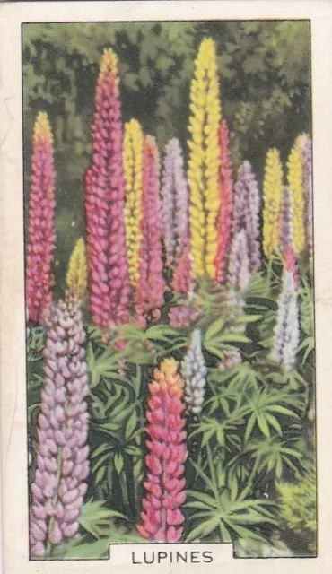 Gallaher Cigarette Card - Garden Flowers 1938 -  23 Lupins