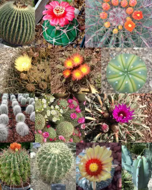 250 seeds Cactus mix rare succulent flower seeds