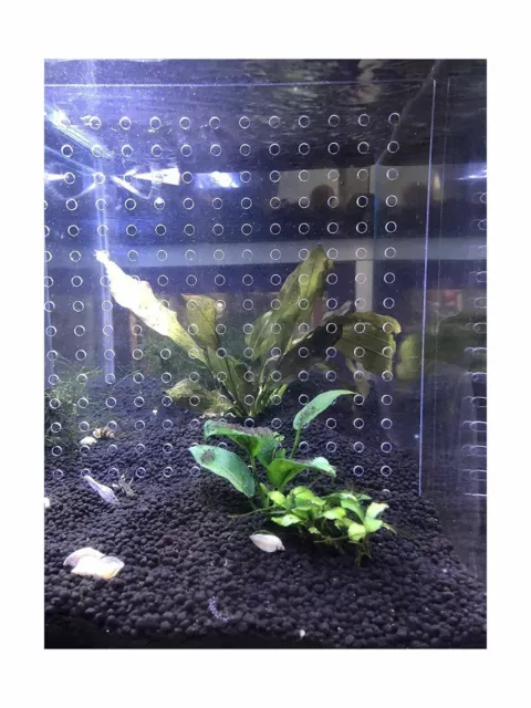 toyuto Aquarium Fish Tank Acrylic Divider 5.5 Gallon Isolation Board...