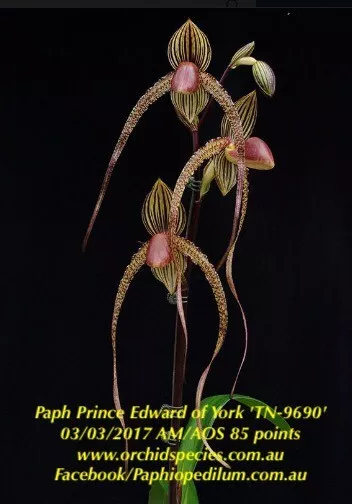 QOB Orchid Plant Multiflorous Paphiopedilum PEY x Booth's Sand Lady 90mm LS120mm
