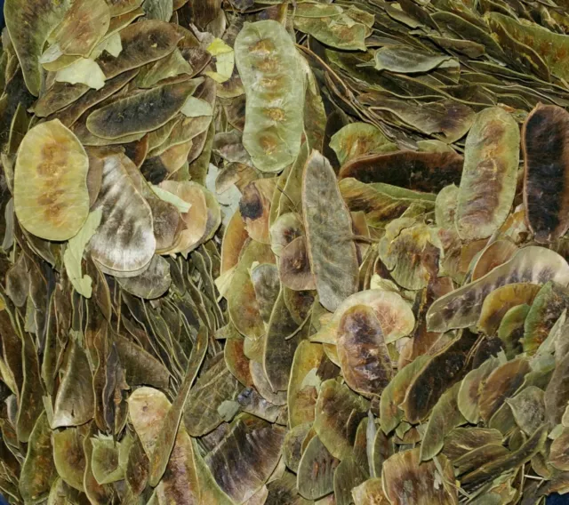Bio Senna Leave (Cassia angustifolia) getrocknetes lockeres Kraut