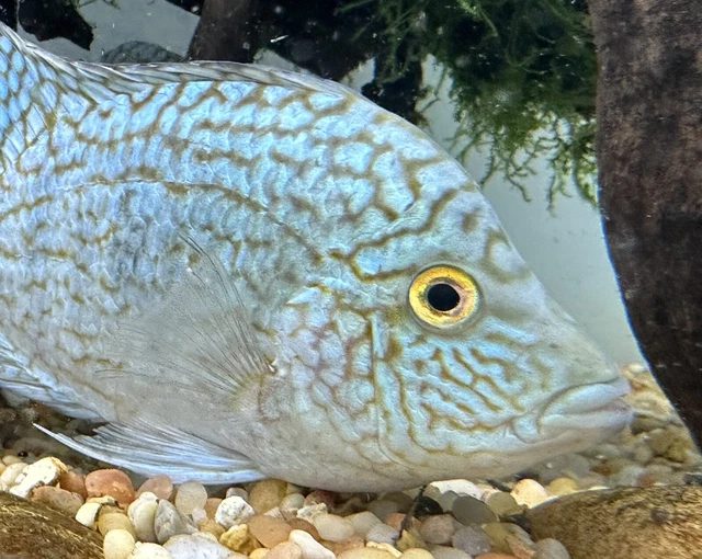 Carpintis Cichlid 6” -Live Freshwater Tropical Aquarium Fish