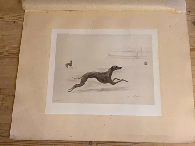 Large Antique Italian Greyhound Dog Picture Maud Earl 1903 Limited Edition Dogs