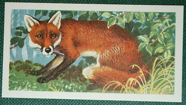 RED FOX  Vintage 1950's Illustrated Wildlife Card   QC29M