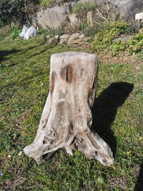 Magnifique souche en bois flotté pour aquarium - Rencontre - 33*41 cm