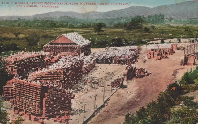 JY Johnson Pigeon Ranch Los Angeles CA Southern Pacific RR c1910s postcard H282
