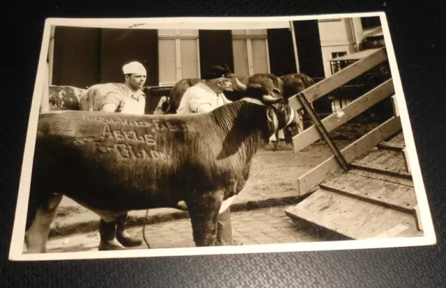 Altes Foto Fleischerei,Metzgerei, Gladbach,Rind mit Brandmarke um 1938 🍀 (1)