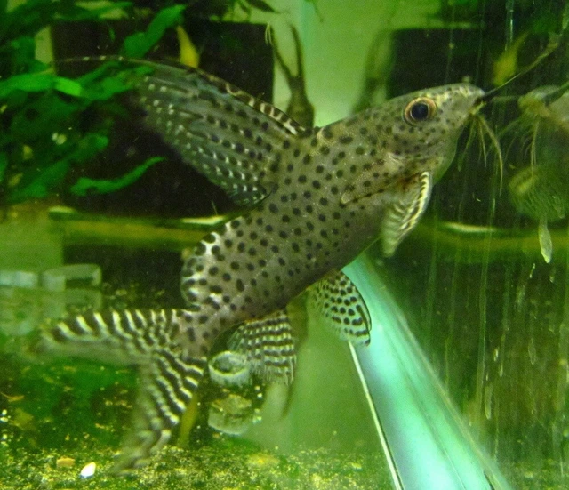 Synodontis Eupterus LIVE FISH Read Description