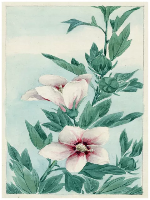 1548 Pink Flowers green leaves.Asian vintage Poster.Floral Decorative Art.