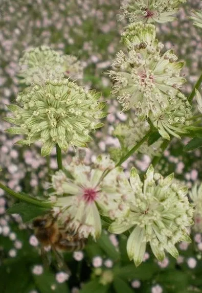 ♫ ASTRANCE Major 'Primadonna' - Astrantia ♫ Graines ♫ Plante Garniture Vivace ♫