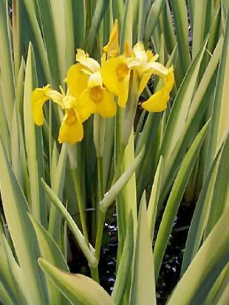 Iris pseudacorus variegata plante bassin vivace feuillage blanc / vert