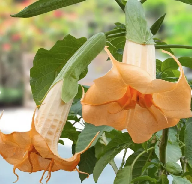 Angel Trumpet Orange (Brugmansia suaveolens Orange) 10 Plant Seeds