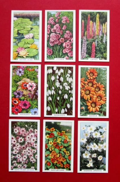 GALLAHER 9 VINTAGE 1938 CIGARETTE CARDS GARDEN FLOWERS  FOR No's  SEE PICTURES