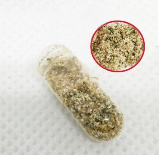 Moina Macrocopa Cysts Eggs Live feed Betta Guppy Discus Tropical Killfish 1 Caps