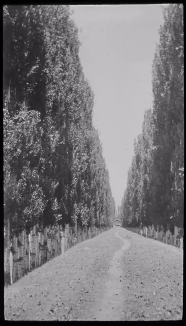 Glass Magic Lantern Slide INDIA NO16 POPLAR AVENUE SRINAGAR C1910 PHOTO