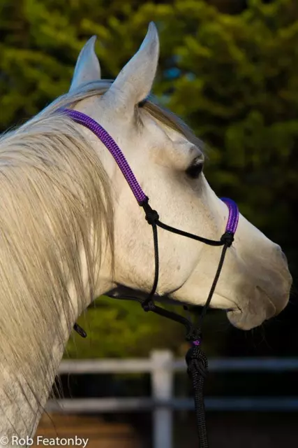 Beautiful Padded Purple and black rope halter and lead set PONY COB FULL XL