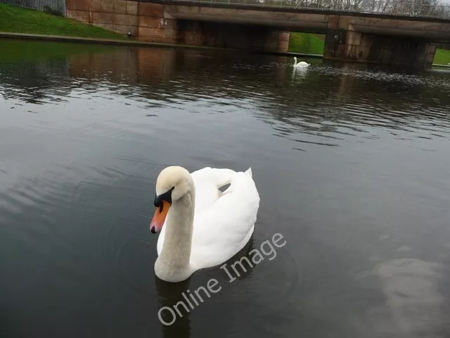 Photo 6x4 Exeter : Swan in River Exe Flood Relief Channel A swan came and c2009
