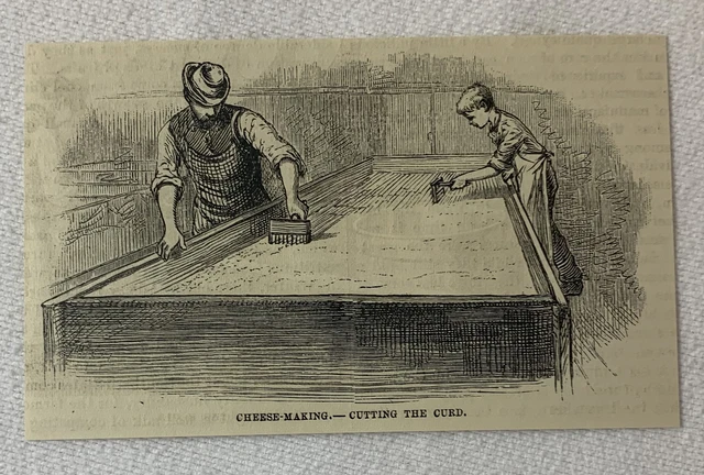 1880 magazine engraving ~ CHEESE MAKING - CUTTING THE CURD