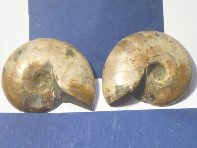 Ammonit Cleoniceras Sammler Fossil kristallisiert ein Teil ist Elfenbein farbig