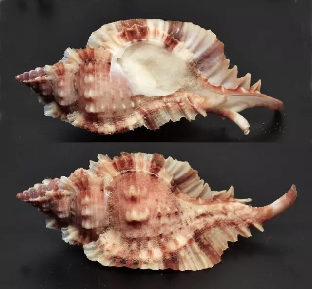 Conchiglie-Naquetia annandalei  80.4 mm. seashell- Filippine