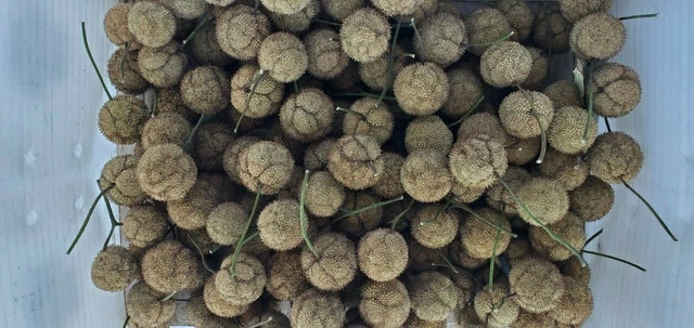 Seed Pods Heads 2021 Arizona Sycamore Tree Crafts Coronas Decoración 1,5" Diapositiva Lote 25 3
