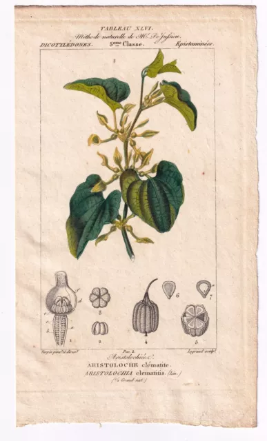 Gravure XIXe Aristoloche Clématite Aristolochia Clematitis Botanique Botany 1820