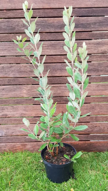 FEIJOA "Sellowiana Apollo" plant de 30 à 40cm !!