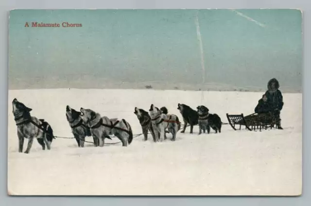 "A Malamute Chorus" Husky Dog Sled Team Postcard Lomen Bros. Nome 1910s