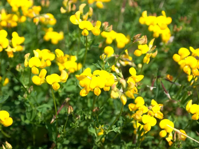 50.000 Samen Hornschotenklee gelb Lotus corniculatus Hornklee Futter Gründünger