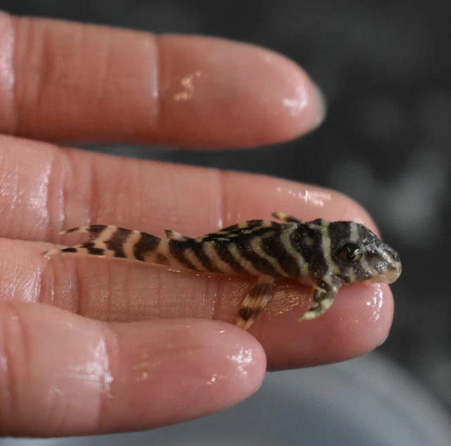 Live King Tiger Pleco L333 (1-1.5" Freshwater Aquarium Fish) PLS READ DESCR 2