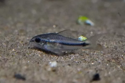 5+1 Pygmy Cory Dwarf Catfish (Corydoras Pygmaeus) Fish Aquarium Moss Java Shrimp