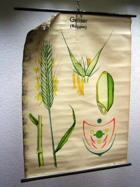 Antiguo Pizarra de Enseñanza Mapa Pared Papel Decoración Botánica Pastos Centeno