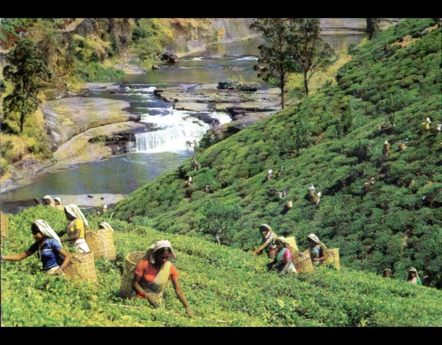 PLANTATION de THE (SRI-LANKA) OUVRIERES à la RECOLTE du THE